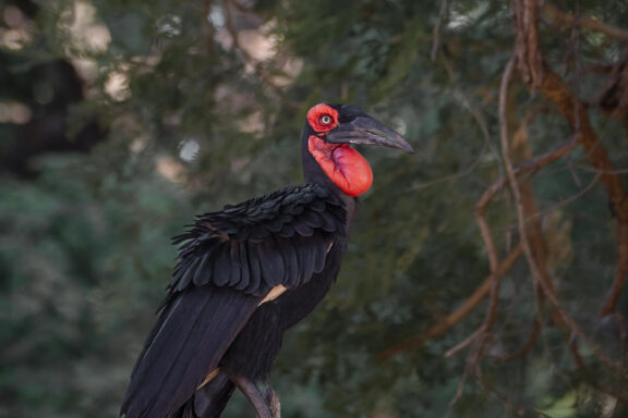 A ground hornbill in the Winterthorn Forest trees near Dulini Anabezi, Zambia.