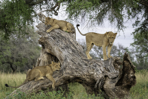 Three lion cubs climbing a fallen tree trunk near Dulini Anabezi, Zambia.