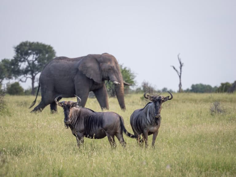 An elephant and two wildebeest standing in the open bushveld at Kambaku River Sands, South Africa.