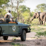 Watching elephants from a game drive vehicle at Timbavati Game Reserve