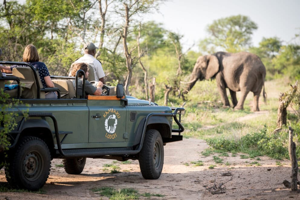 Watching elephants from a game drive vehicle at Timbavati Game Reserve