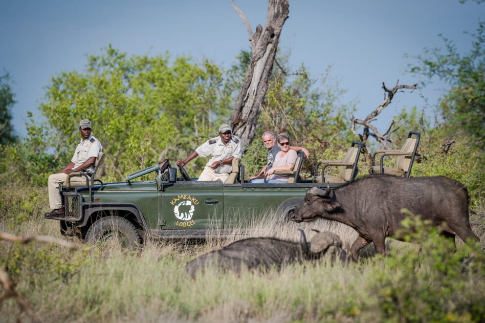 Tourists in a safari vehicle in the bush observing buffalo in the tall grass in Timbavati Private Nature Reserve