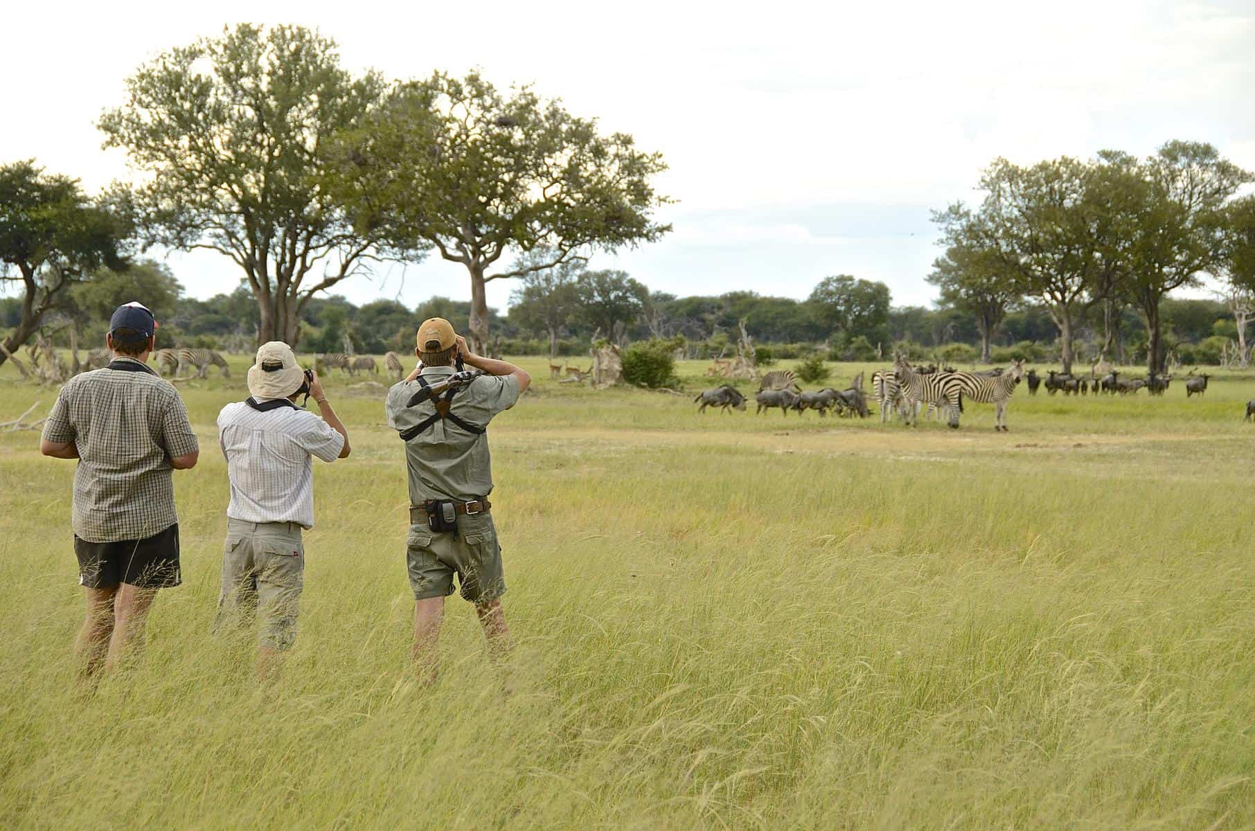 Tourists on a guided walking safari at Camelthorn Lodge, Hwange National Park, Zimbabwe.