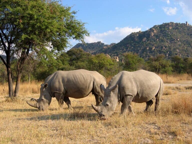 A pair of rhinos grazing in Matobo Hills at Amalinda Lodge, Zimbabwe.
