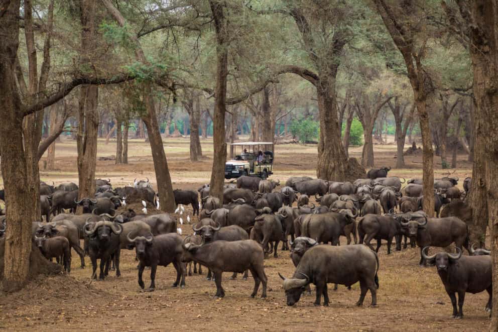 A large herd of buffalo grazing in the Winterthorn Forest near Dulini Anabezi, Zambia.