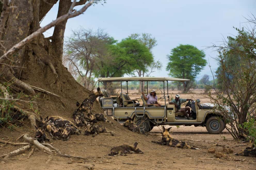 Pack of African wild dogs resting under a tree in Lower Zambezi National Park.