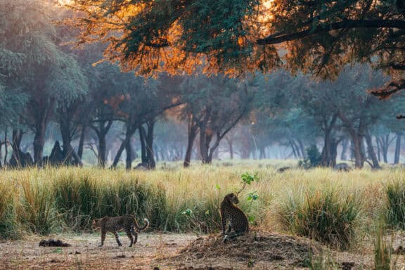 Leopards resting in the Winterthorn Forest near Dulini Anabezi in Zambia.