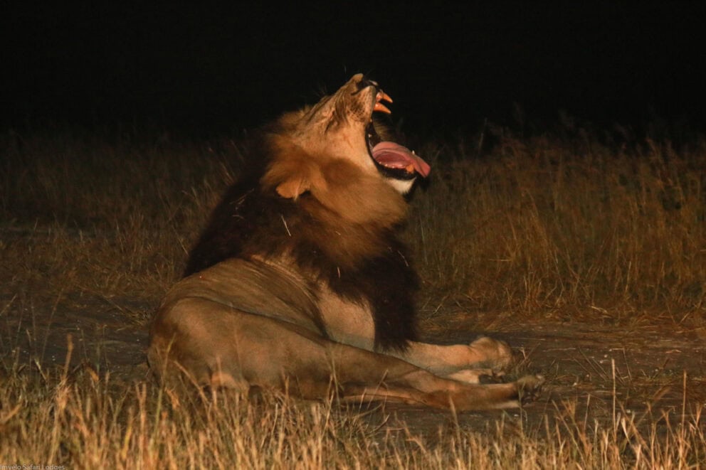 A lion yawning in the darkness of the night in Eastern Hwange National Park, Zimbabwe.