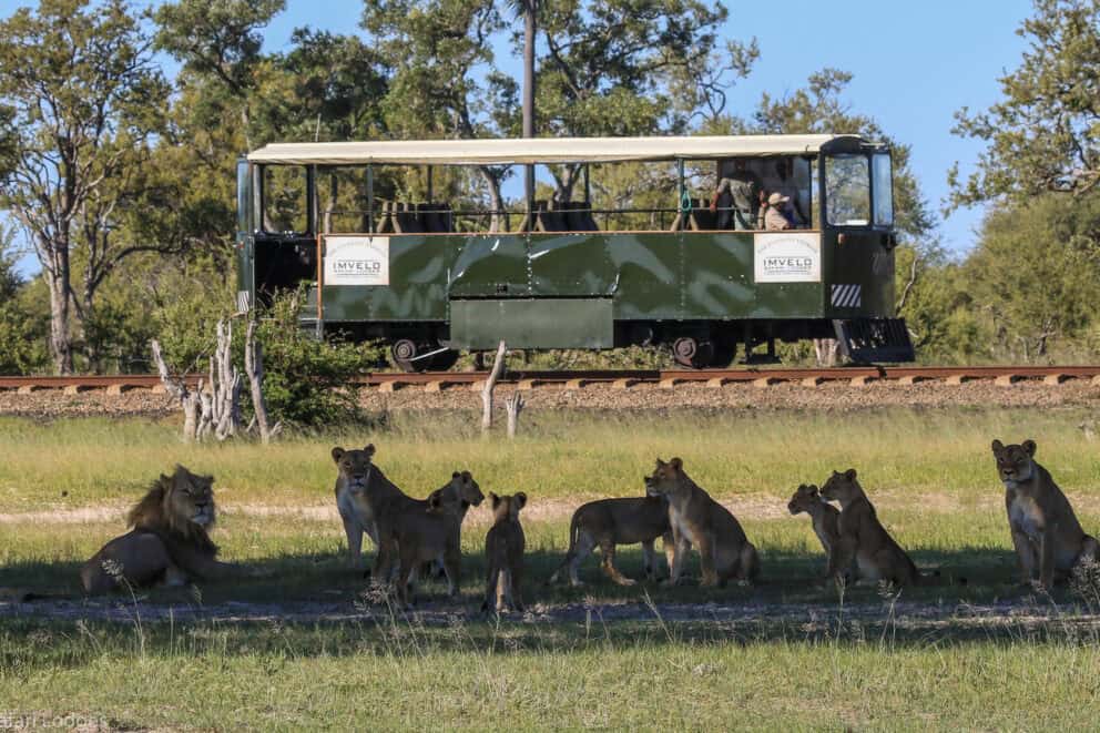 The Elephant Express railcar passing a pride of lionesses in Zimbabwe.