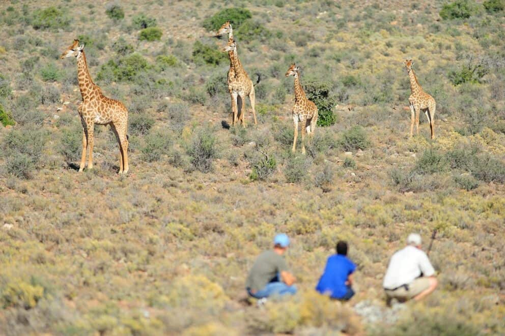 Walking safari encountering giraffes in the bush of Sandoba, a good option for a safari near Cape Town.