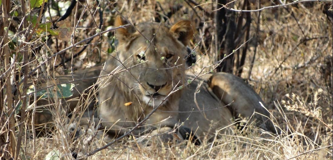 Botswana and Victoria Falls safari - Debby Verkijk Conradie