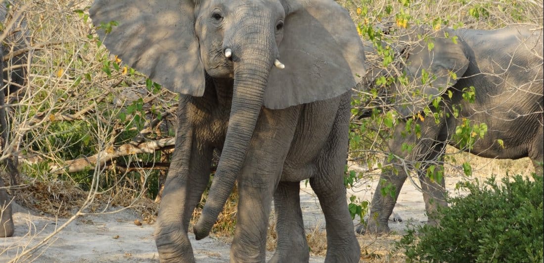 Botswana and Victoria Falls safari - Debby Verkijk Conradie