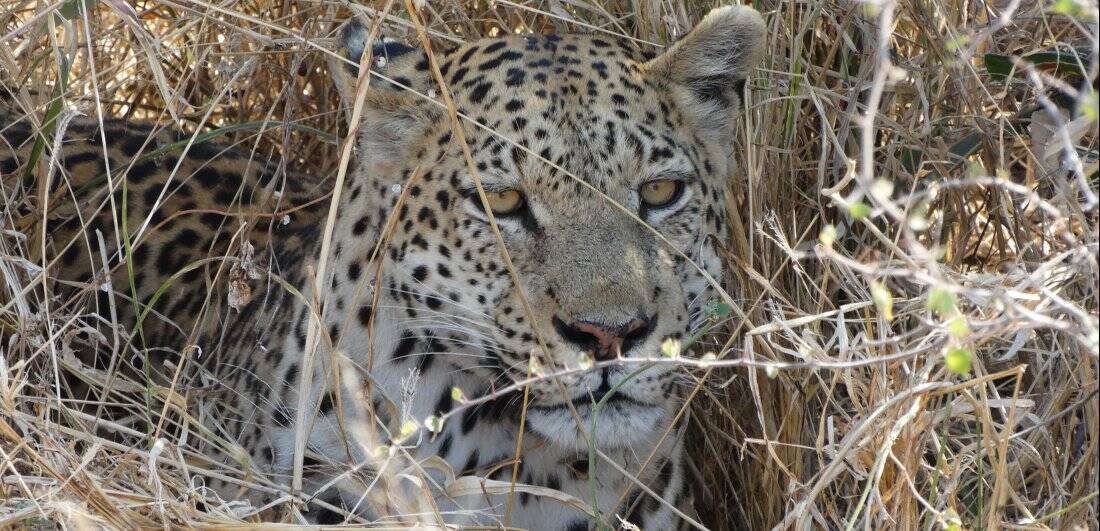 Botswana and Victoria Falls safari - Debby Verkijk Conradie