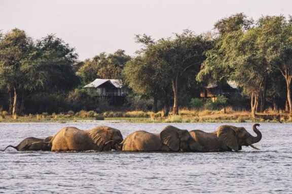 A herd of elephants crossing the Zambezi River in front of Dulini Anabezi in Zambia.