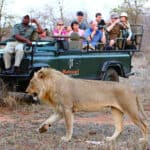 Tourists observing a lioness in the distance at Geiger's Camp.