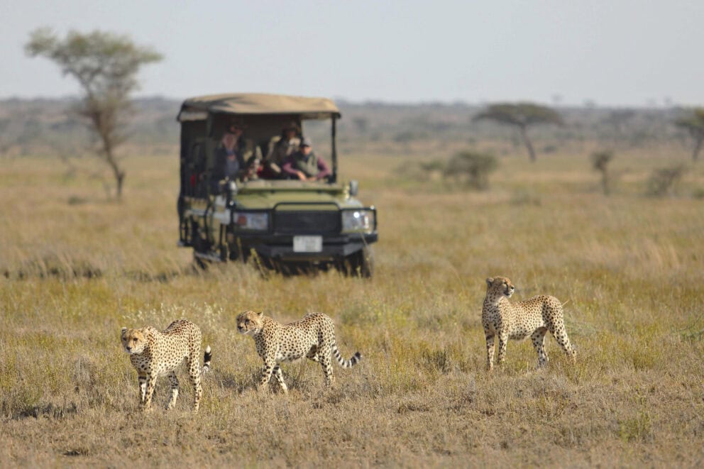 Game Drive With Cheetah | Photo Credits - Namiri Plains Camp