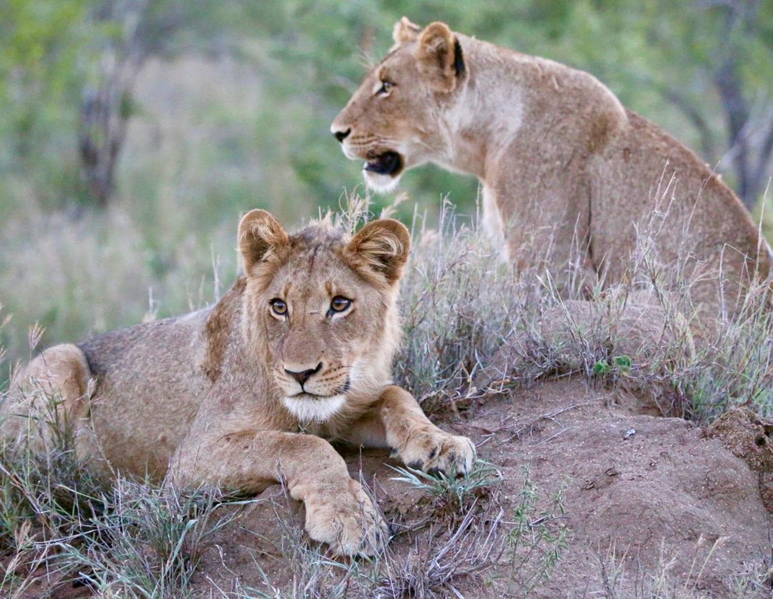 Lions lying in the bush at Kruger National Park