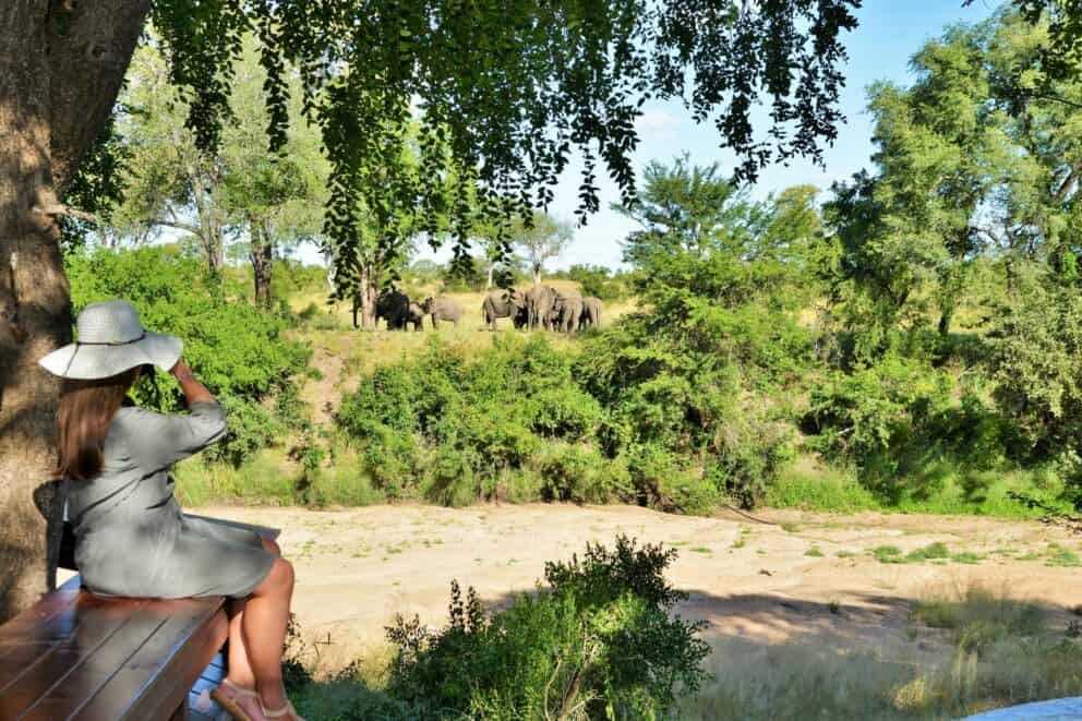 Woman seated on a bench viewing elephants through binoculars at Kruger National Park