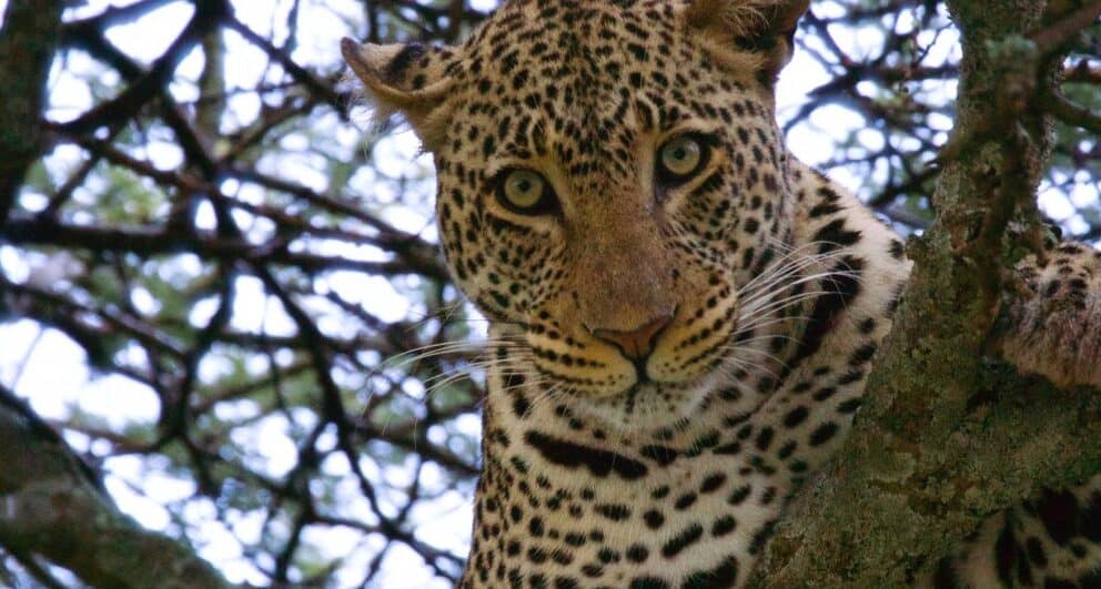 Leopard in the Serengeti, Tanzania