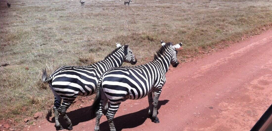 My African dream - Benigna and Mario’s Serengeti safari adventure