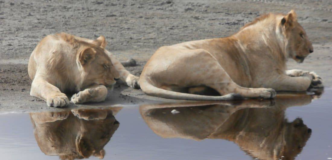 My African dream - Benigna and Mario’s Serengeti safari adventure