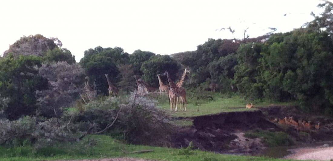 My African dream - Benigna and Mario’s Serengeti safari adventure