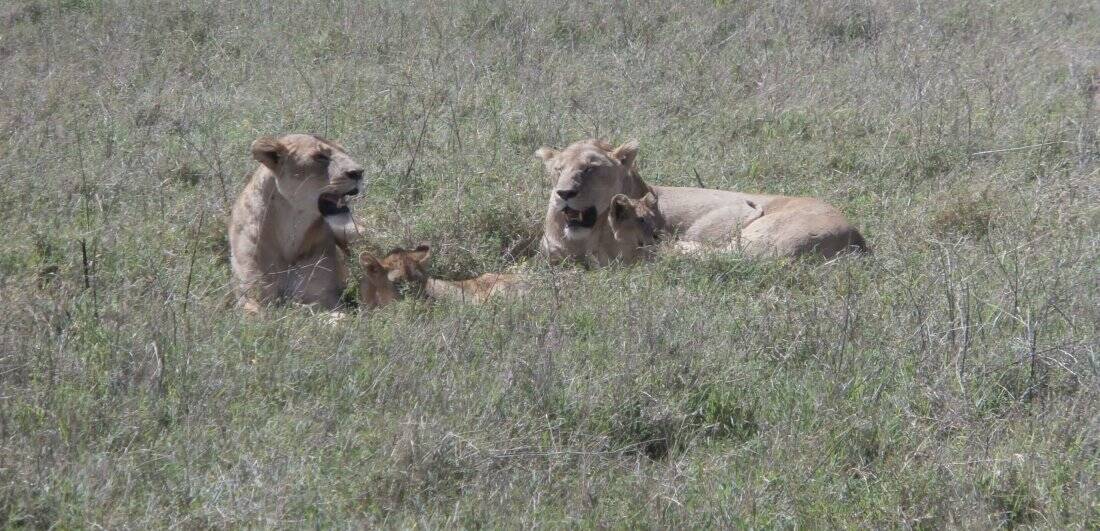 My African dream - Benigna and Mario’s Serengeti safari adventure