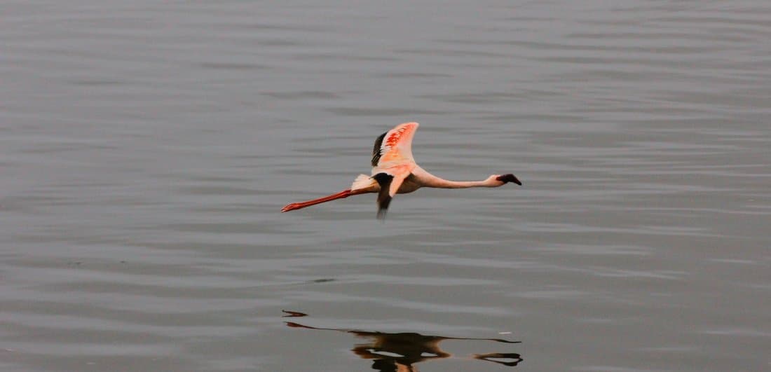 My African dream - Benigna and Mario’s Serengeti safari adventure