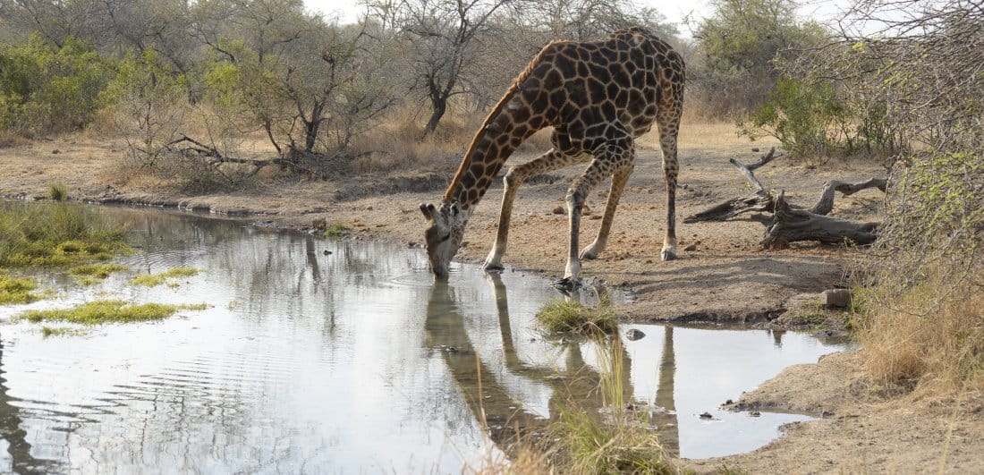 Addicted to Africa - Marg and Dick Guit’s South Africa and Botswana safari