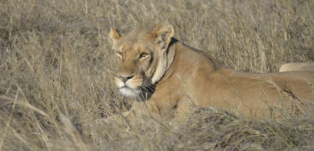 Addicted to Africa - Marg and Dick Guit’s South Africa and Botswana safari