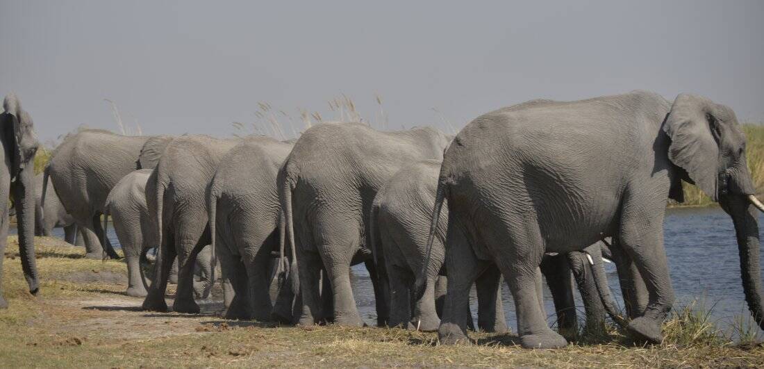 Addicted to Africa - Marg and Dick Guit’s South Africa and Botswana safari