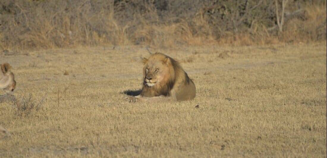 Addicted to Africa - Marg and Dick Guit’s South Africa and Botswana safari