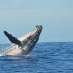 A humpback whale breaching out of the water at Reunion Island.