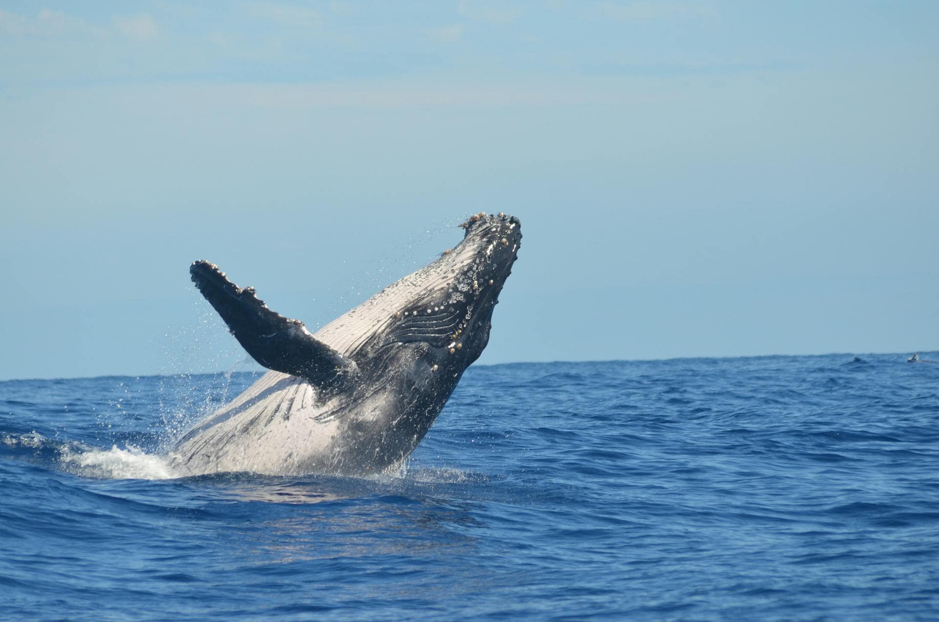 A humpback whale breaching out of the water at Reunion Island.