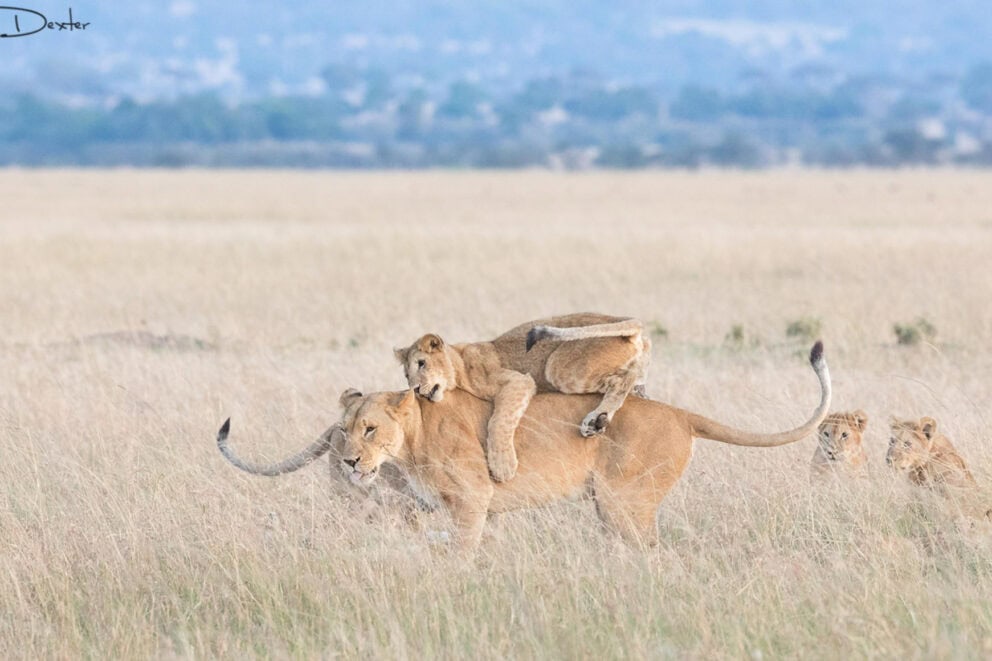 A lion cub playfully riding on its mother's back in the open plains of the Masai Mara at Ngare Serian, Kenya.