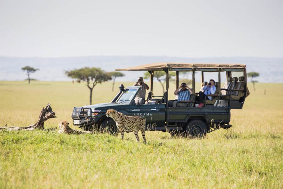 Tourists on a game drive in a safari vehicle observing cheetahs resting in the grass.
