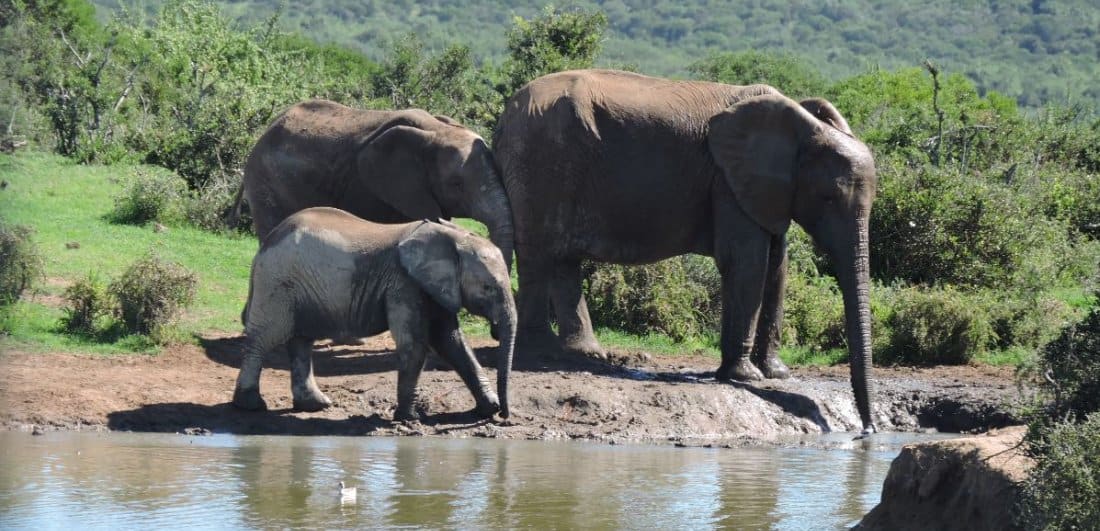 Herd of Elephants sipping some water in Addo Elephant National Park