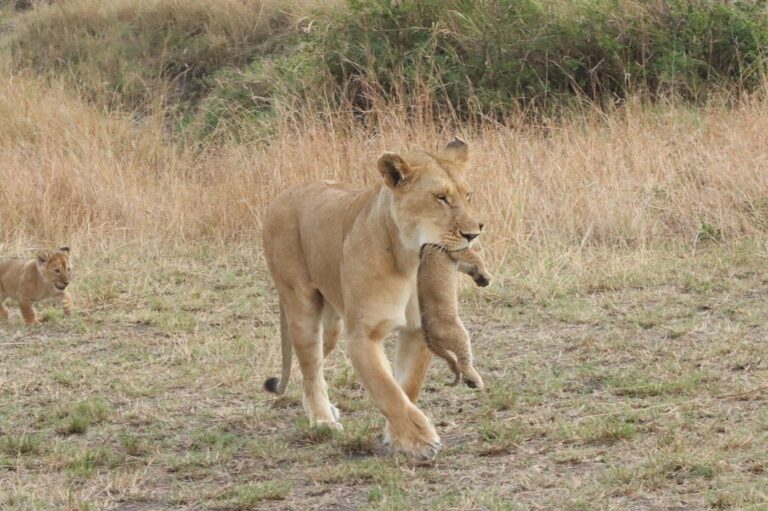 A lioness carrying her cub through the dry grass at Nasikia Mobile Migration Camp, Tanzania.