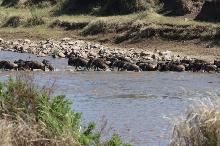 A herd of wildebeest crossing the river at Nasikia Mobile Migration Camp, Tanzania.