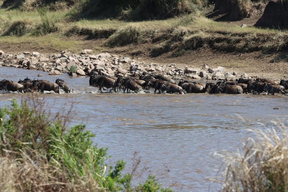 A herd of wildebeest crossing the river at Nasikia Mobile Migration Camp, Tanzania.