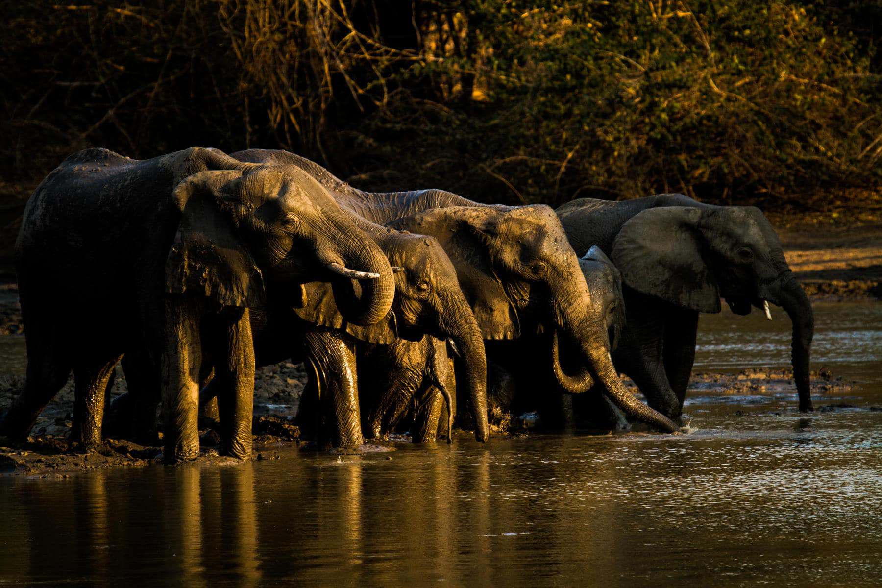 Elephant herd drinking from Kanga Pa Watering Hole | Photo: African Bush Camps