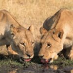 Lionesses drinking some water in Hwange National Park, Zimbabwe | Photo credit: Somalisa Camp