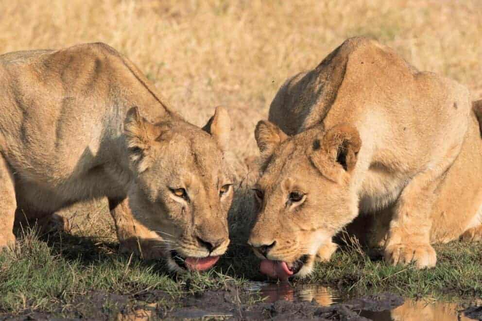 Lionesses drinking some water in Hwange National Park, Zimbabwe | Photo credit: Somalisa Camp