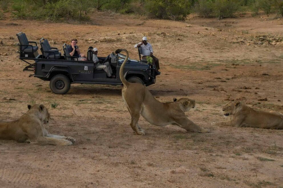 Three lionesses resting in the shade spotted by tourists on a game drive at Makanyi, South Africa.