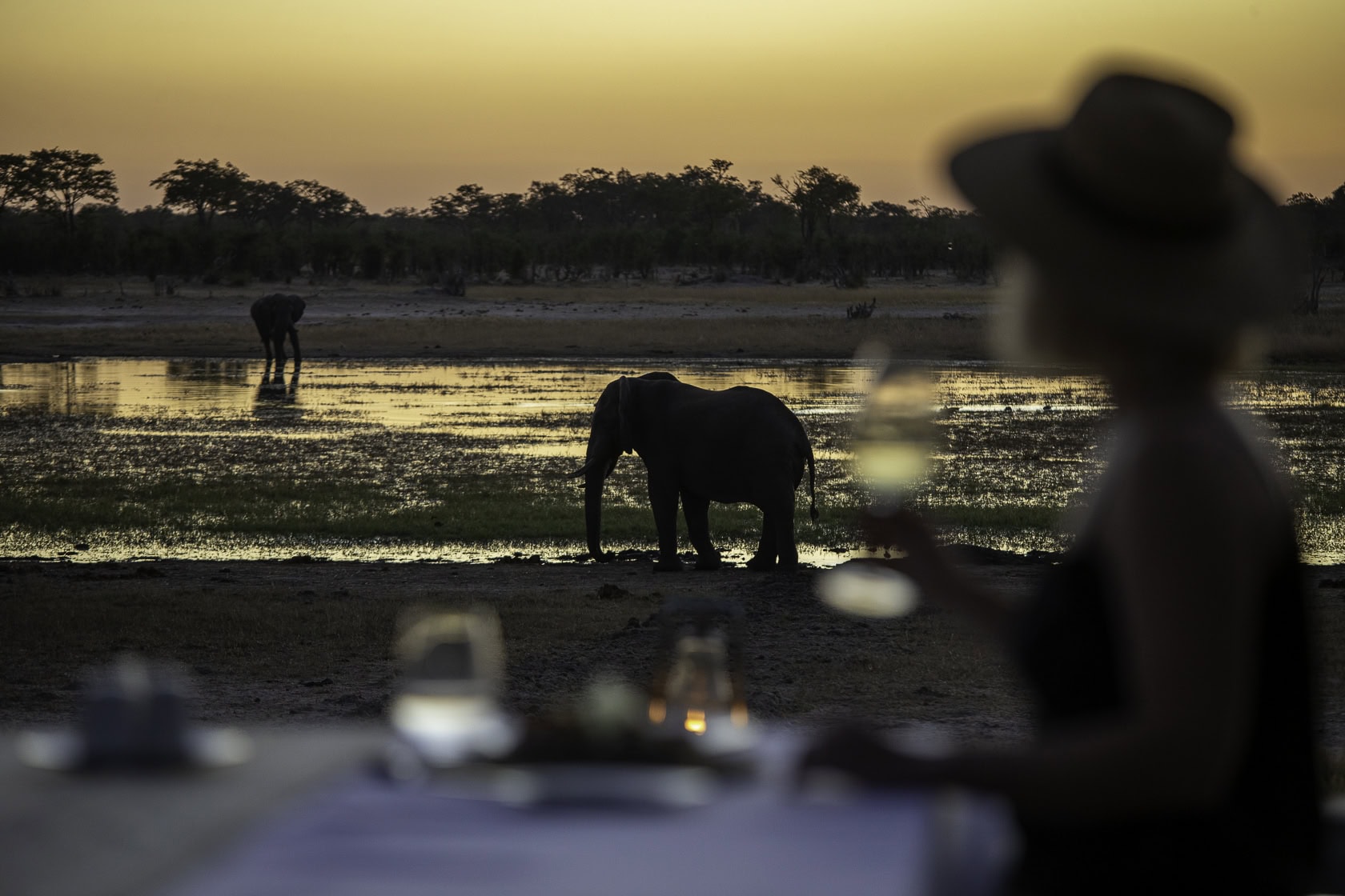 Elephant as seen from a camp in Zimbabwe on an Africa wildlife safari
