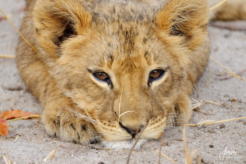 Lion cub in Hwange National Park, Zimbabwe. One of the best national parks in Africa.