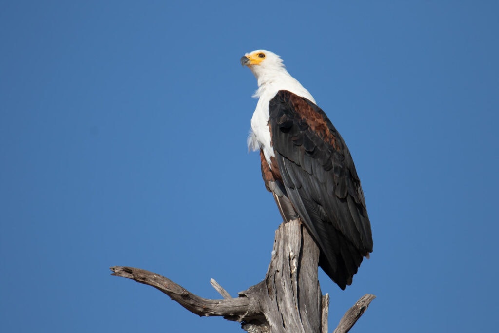 Close-up of a fish eagle in Zimbabwe