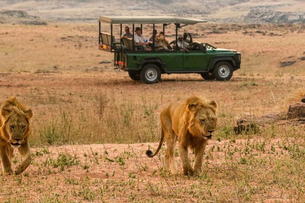 A lion seen on a game drive with Musango Safari Camp. Ask our safari experts where to go to see lions in Africa.
