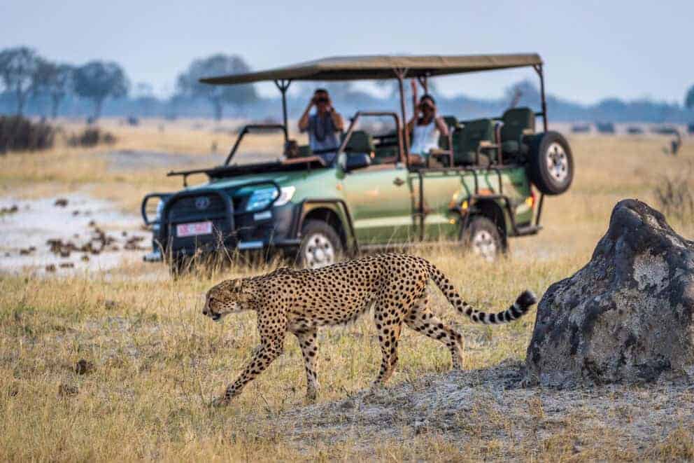 Tourists on a game drive in a safari vehicle observing a cheetah at Wilderness Linkwasha, Zimbabwe.