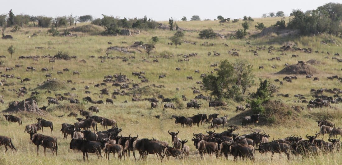 Everlasting African memories